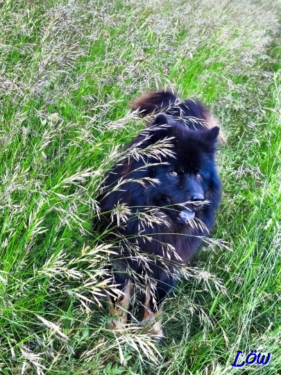 27.5.2025 - Howard im Hohen Gras